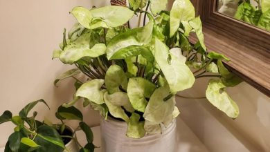 Houseplants decorating a home as part of our home decor tips!