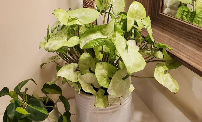 Houseplants decorating a home as part of our home decor tips!