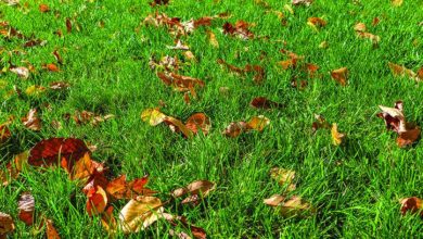 Lawn in need of revitalizing through our home maintenance tips and landscaping ideas.