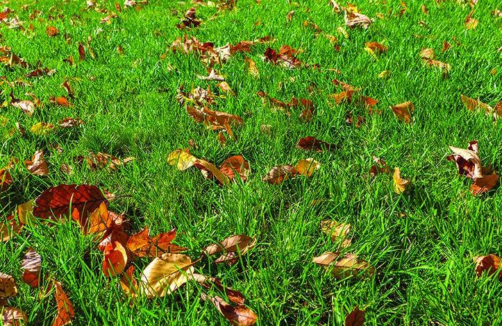 Lawn in need of revitalizing through our home maintenance tips and landscaping ideas.