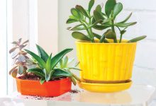 Houseplants are a great home decor idea. Learn more at our home shows in Durham!