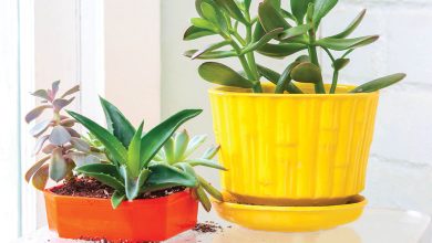 Houseplants are a great home decor idea. Learn more at our home shows in Durham!