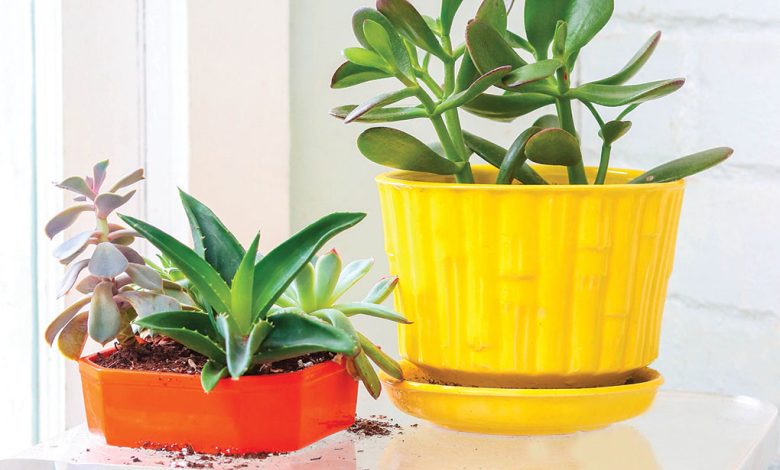 Houseplants are a great home decor idea. Learn more at our home shows in Durham!