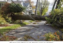 A down tree caught in power lines - home maintenance tips