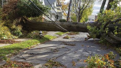 A down tree caught in power lines - home maintenance tips