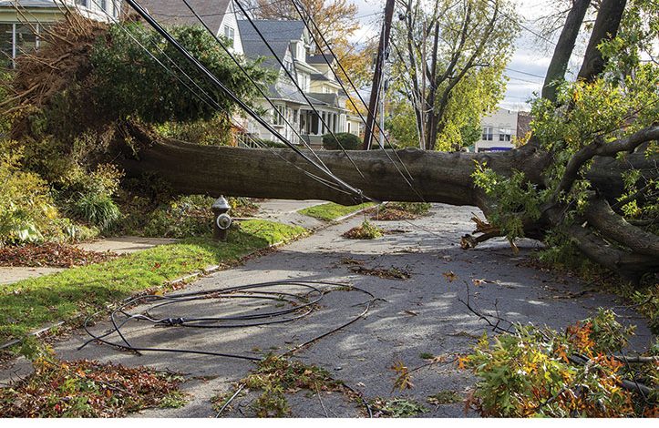 A down tree caught in power lines - home maintenance tips